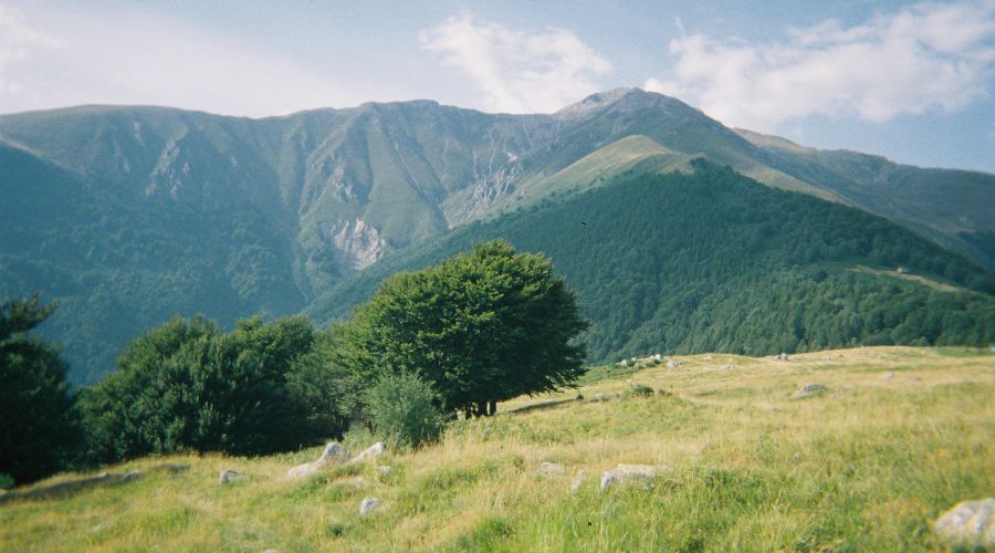 Perbandingan Canva Gratis Dan Canva Pro